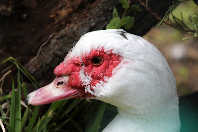 梅州客家仍 梅州客家仍